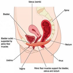 Pelvic Pain Pelvic Pain