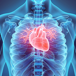 Bradycardia Bradycardia